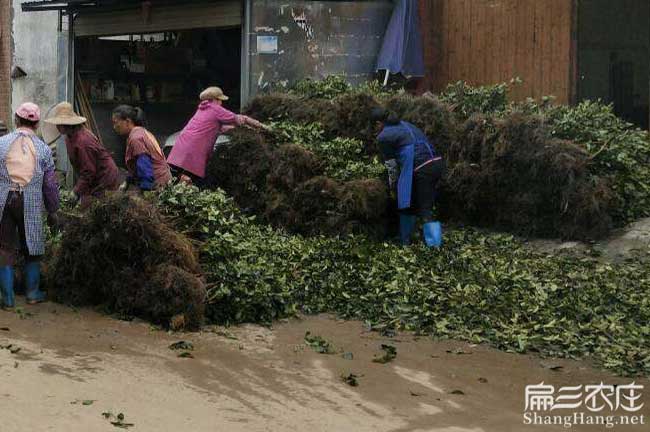 異龍鎮源油茶苗(miáo)的(de)土壤 異龍鎮源油茶苗的土(tǔ)壤