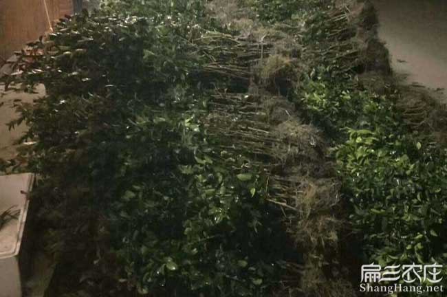 銅仁福建龍(lóng)眼茶(chá)苗種植 銅仁福建龍眼茶苗種植
