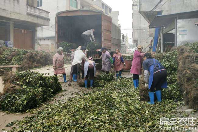 麗江(jiāng)造林地的選擇與地 麗江造林地的(de)選擇與(yǔ)地