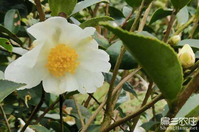 東莞白花油茶苗 東莞白花油(yóu)茶苗