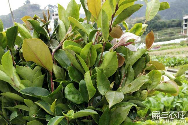 西疇福(fú)建閩優油茶苗真 西疇福建閩優(yōu)油茶(chá)苗真