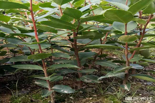 瀾(lán)滄茶油價錢分類(lèi)介紹 瀾滄(cāng)茶油價(jià)錢分類介紹
