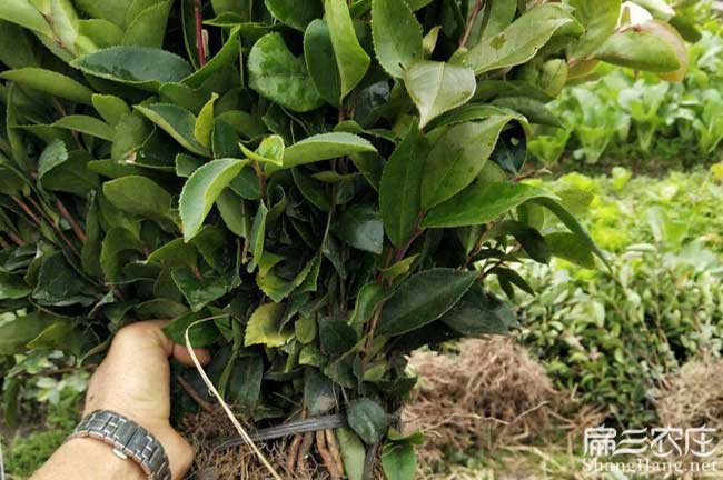 隴(lǒng)縣扁山油(yóu)茶林下(xià)套種 隴縣扁山(shān)油茶林下套種