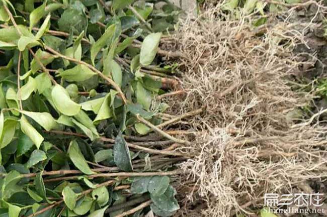 韶關長林油茶苗 韶關長林油茶(chá)苗