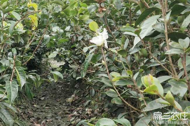 臨翔區(qū)源油(yóu)茶苗的土壤 臨翔區源油茶(chá)苗的土壤