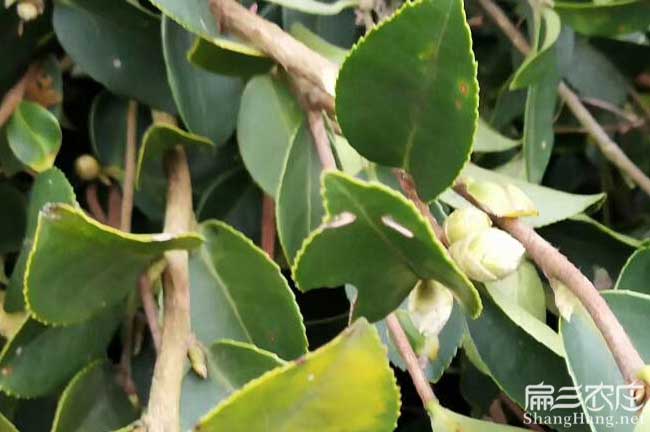 八步區油茶基地的物理 八(bā)步區油茶基地的物理