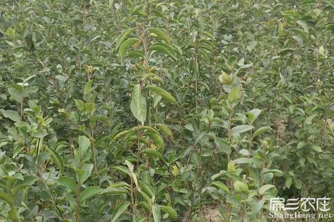 杭州茶油苗 杭州(zhōu)茶油苗
