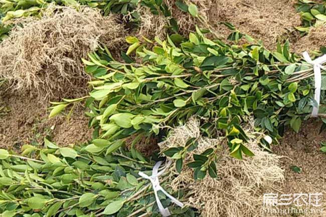 滄源佤茶油價錢分類介 滄源佤茶油價錢分(fèn)類介