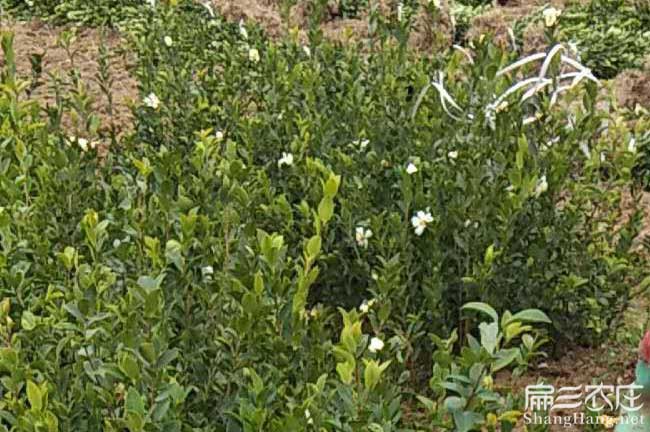 永德福建閩優油(yóu)茶苗真 永(yǒng)德福建閩優油茶苗真