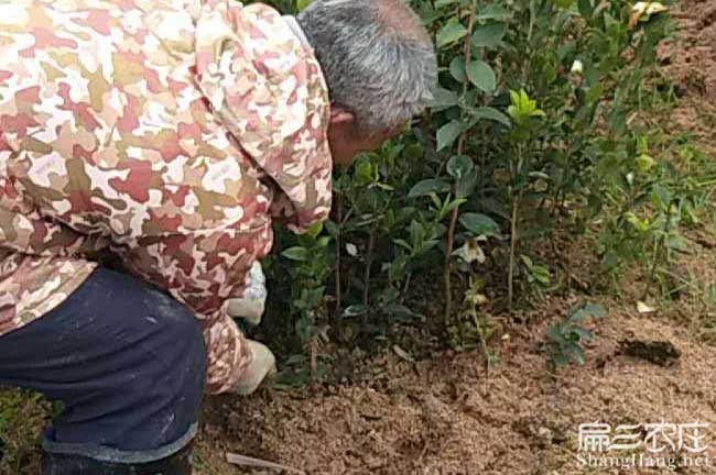 肇慶茶樹苗（miáo）