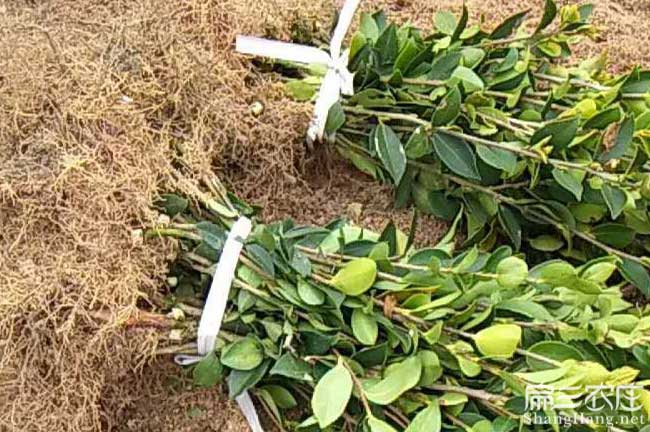 田陽縣國新(xīn)品種油(yóu) 田陽縣國(guó)新品種油