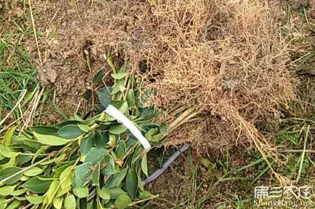 延安茶樹苗的物理特性 延安(ān)茶樹苗的物理特性