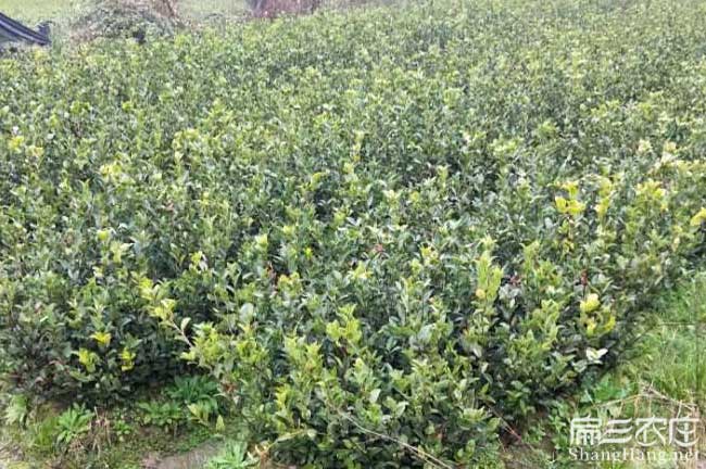 富寧扁山發展油茶生產 富(fù)寧扁山發展油茶生產