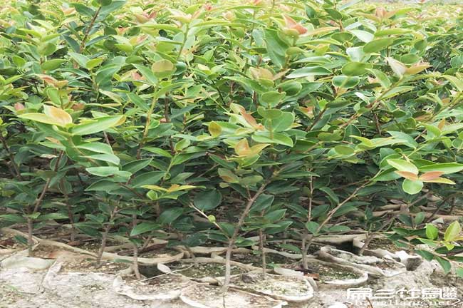 平南鎮(zhèn)六陳鎮油茶基地 平(píng)南鎮六陳鎮油茶基地