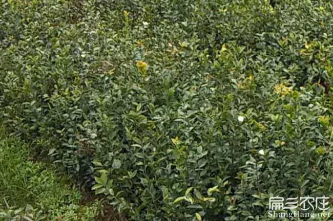如果在馬(mǎ)關種植油茶正 如果在馬關種植油茶正