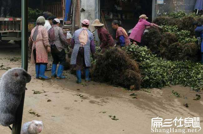 鎮沅適合種植油茶樹嗎 鎮沅適合種植油茶樹嗎
