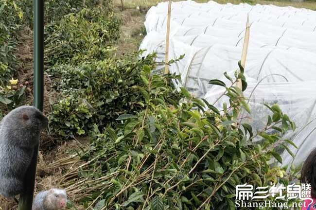 造林地的選擇與(yǔ)地區區(qū) 造林地的選擇與地區區