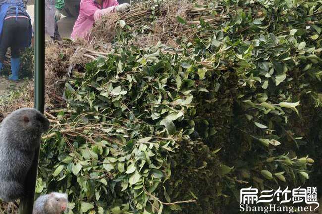 武定茶油價錢分類介紹 武定茶油價(jià)錢分類介紹