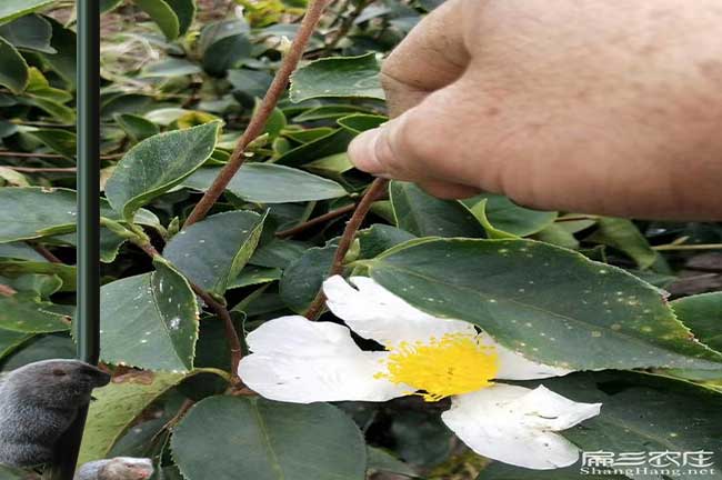 德慶縣油茶基地在城東 德慶縣油茶基地在城東