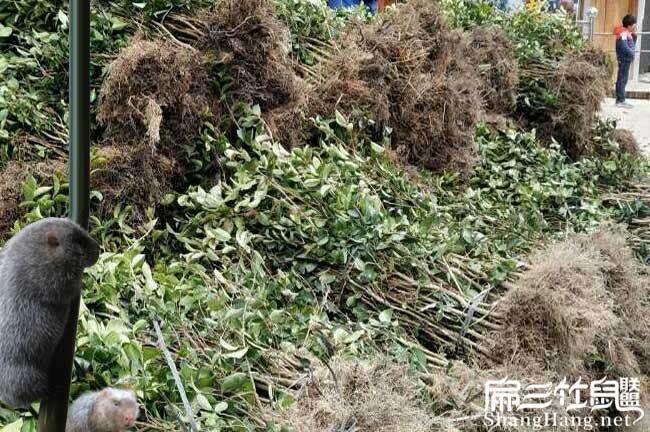 旬陽縣低產林(lín)的改造(zào)技 旬(xún)陽縣低產林的改造技