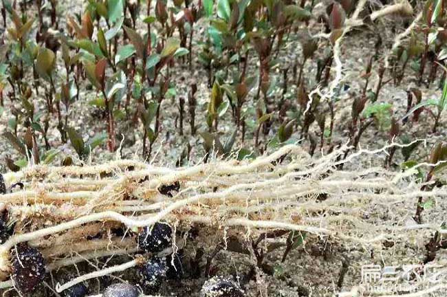 石灣鎮油茶種植的主要 石灣鎮油茶種植的主要