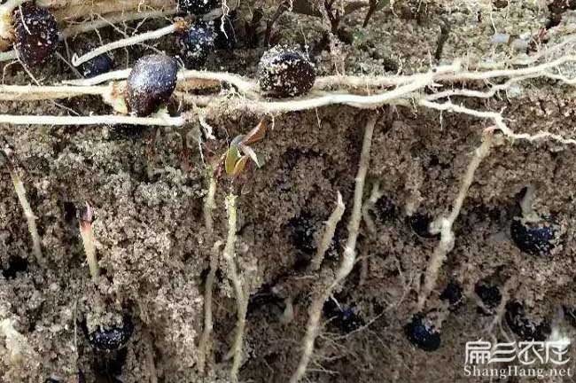 港口區嫁(jià)接工具與設備 港口區(qū)嫁接工具與設備