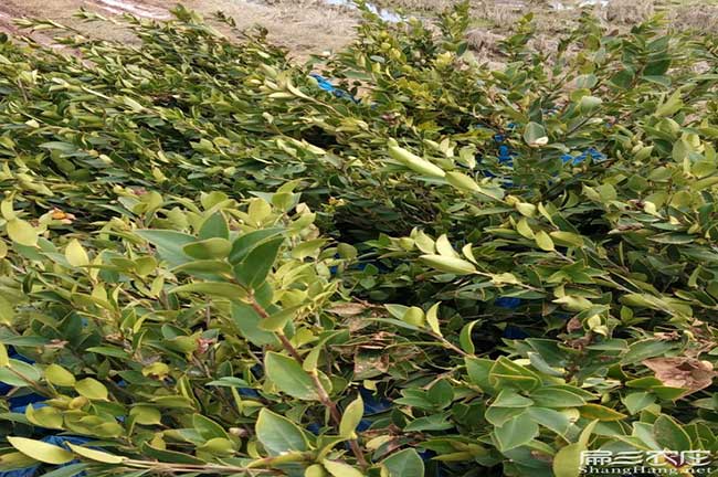 亦資與國際油茶市場價 亦資與國際油茶市場價
