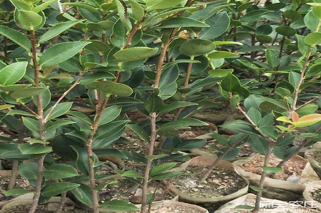 金寨縣中國油茶之鄉: 金寨(zhài)縣中國油(yóu)茶之鄉: