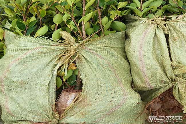 湯山油茶苗、茶樹種(zhǒng)苗 湯山油(yóu)茶苗、茶樹種苗