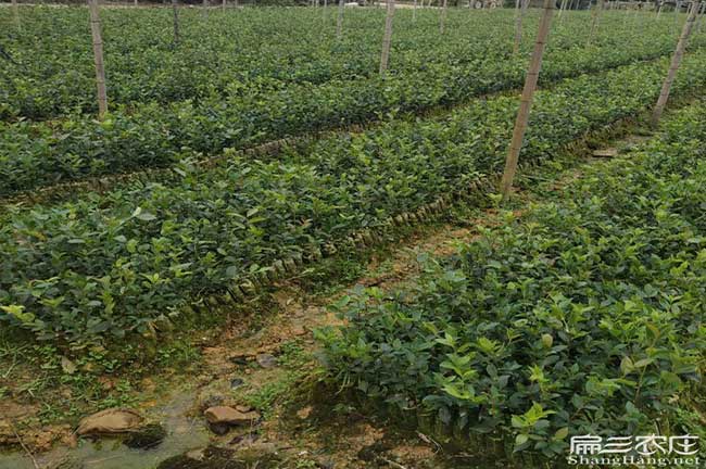 雙柏中西部北方南方武 雙柏中西部北方南方(fāng)武