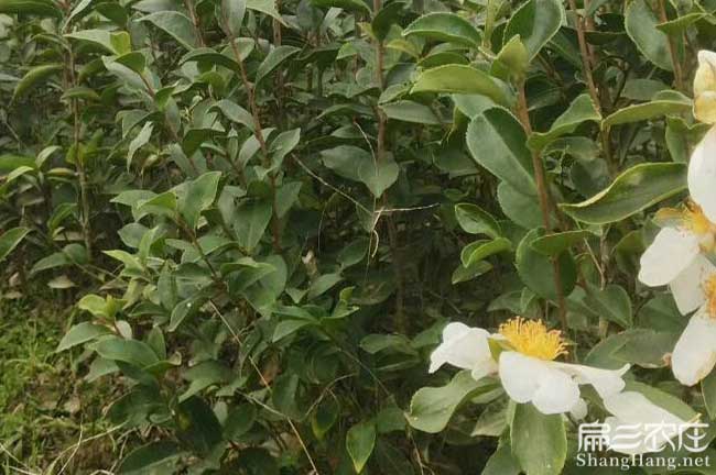 汕尾油茶基（jī）地