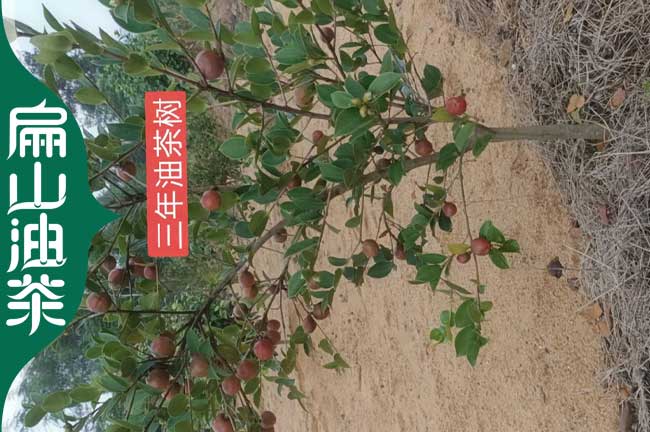 六（liù）安油茶苗培育