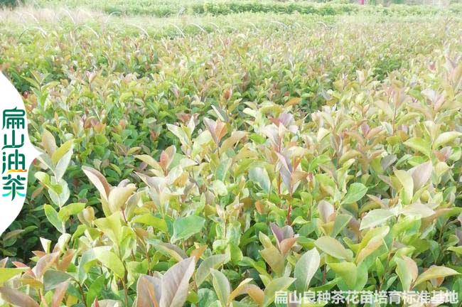 濮陽長林53號油茶苗