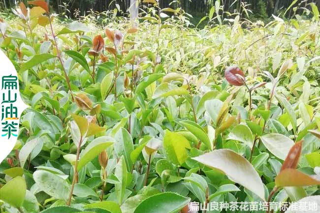 江（jiāng）西軟枝油（yóu）茶苗（miáo）批發