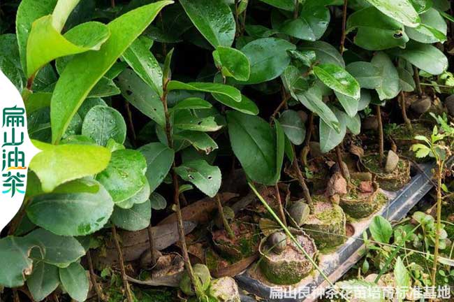 香（xiāng）花汕尾江門1-2年（nián）油（yóu）茶苗（miáo）和楊梅小杯苗批發 廣東培育50-60CM