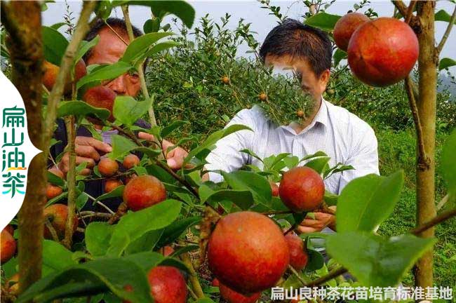 邵（shào）陽油茶種植