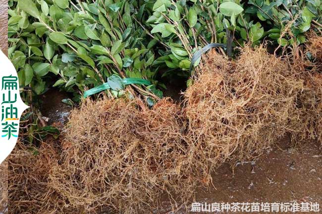 湘西1年油（yóu）茶裸根苗