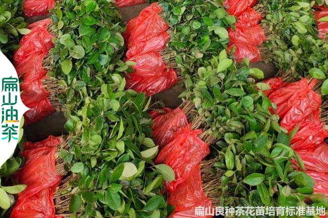 永州30公分油茶苗批（pī）發