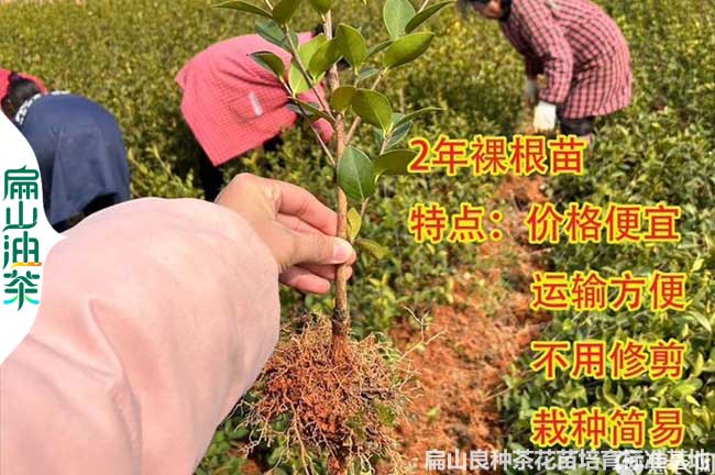 新餘2年嫁接裸根（gēn）苗