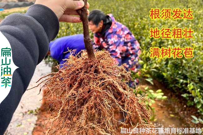 湖北（běi）本地油茶苗批發