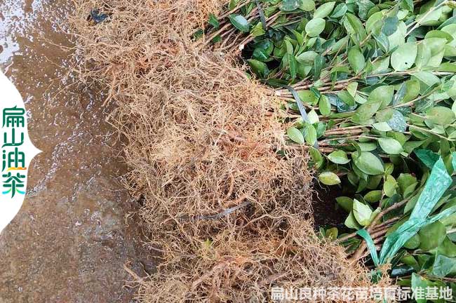 潛江長林油茶裸根苗（miáo）