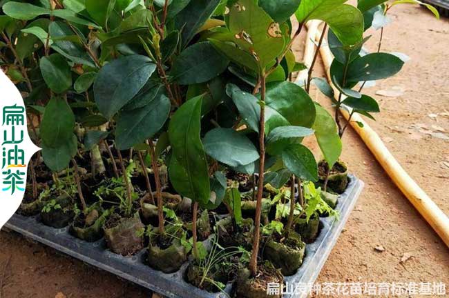 神農架（jià）油茶小杯苗