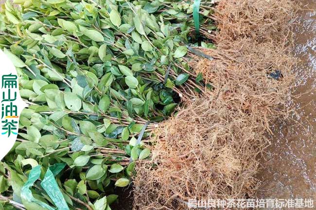 莆田油（yóu）茶苗批發