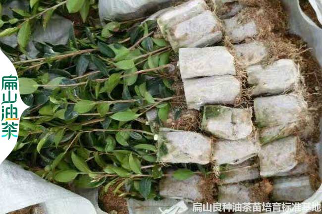 梧（wú）州油（yóu）茶小杯苗批發