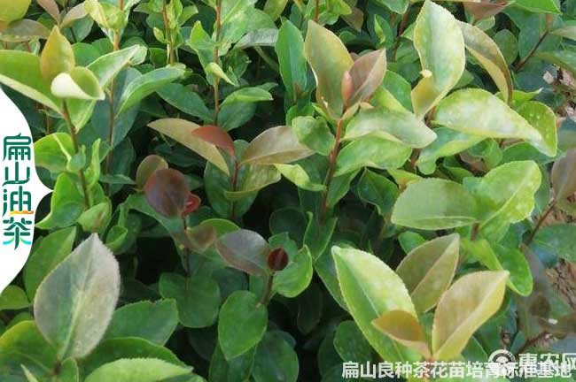 延安軟枝油（yóu）茶（chá）小杯苗
