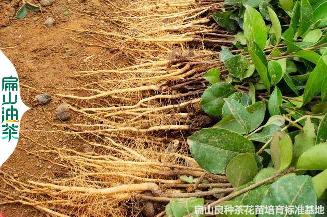 宜春嫁接油茶苗批發