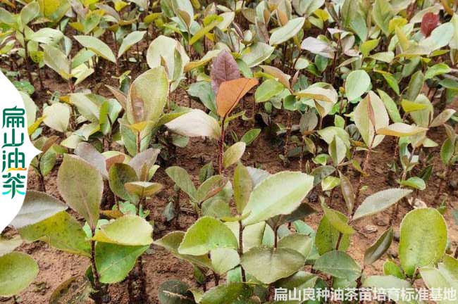安徽軟枝（zhī）油茶小苗