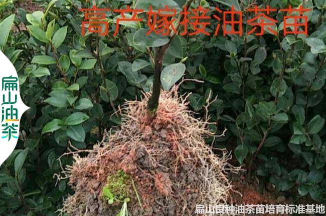撫州油茶裸根苗批發