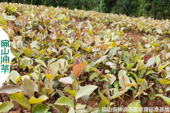 湖南油茶苗批（pī）發