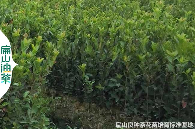 湖南（nán）油茶小杯苗